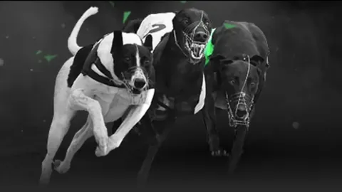 “欧预赛首战比利时以3-0击败瑞典，卢卡库上演48分钟帽子戏法，比利时队取得开门红！”